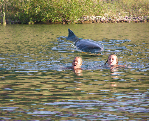 Tiger Shark Attacks In Hawaii. shark attacks in hawaii. Tiger Shark Attacks In Hawaii.