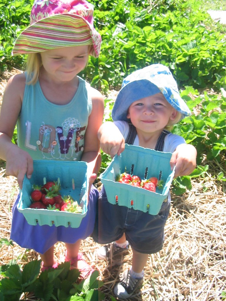 [strawberry+picking.JPG]