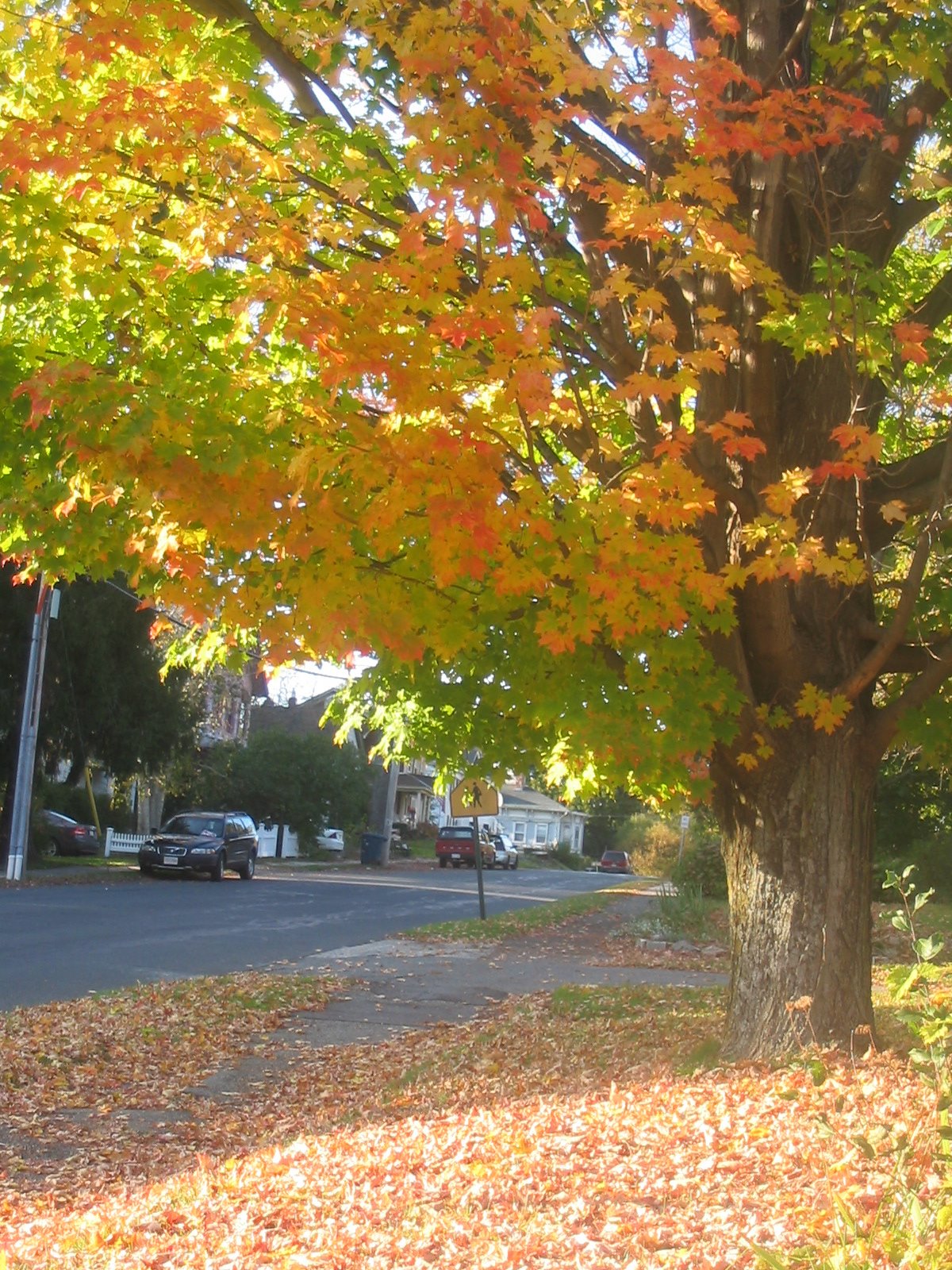 [fall+b.JPG]
