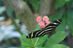 Caligo Beltras