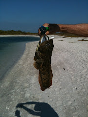 Oyster Toad Fish