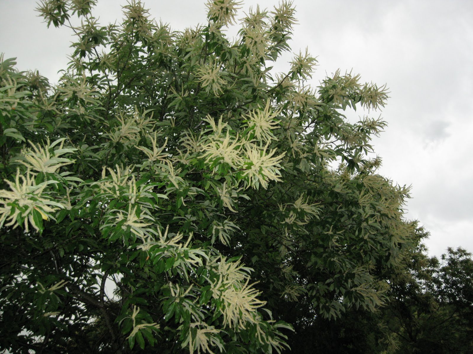 Arıcılık Bilgi Merkezi » Blog Archive » 20 HAZİRAN 2010 NOTLAR