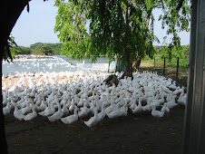 Duck Farming