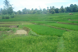 Intensive padi planting