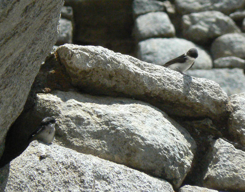 [Blue+&+white+Swallows.jpg]