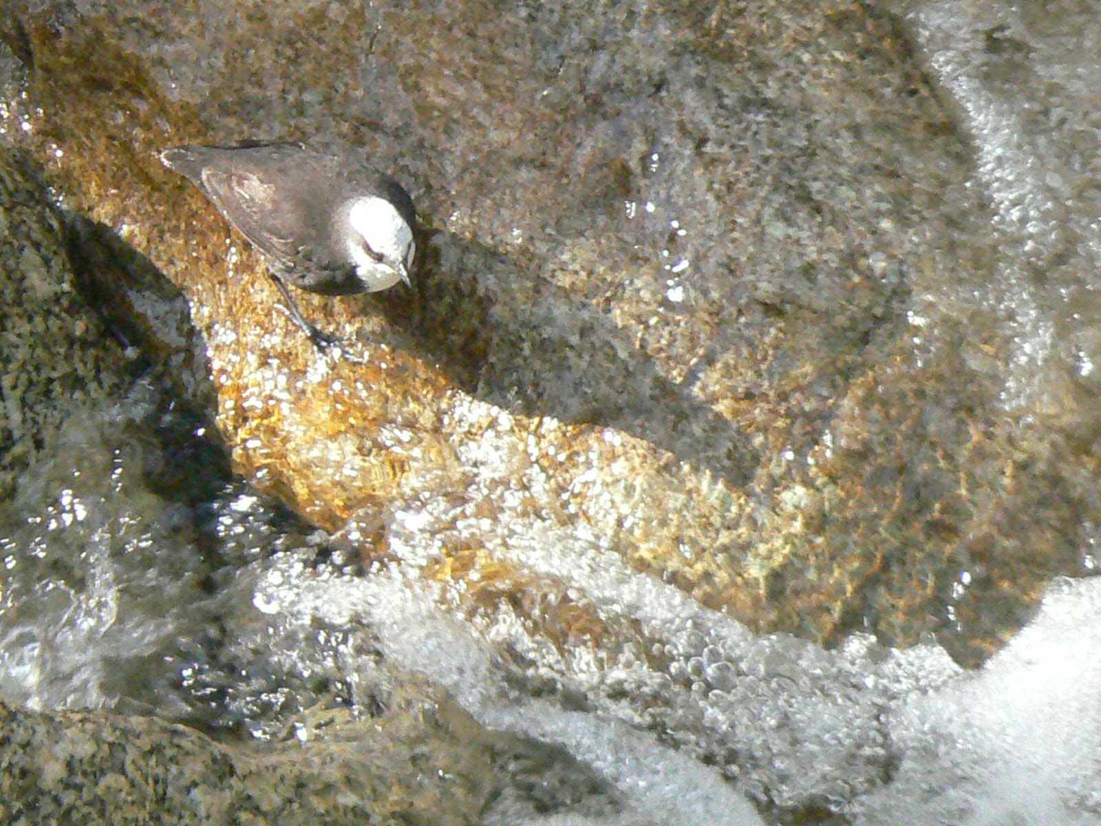 [White-capped+Dipper.JPG]