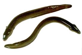 ikan sidat ikan sidat