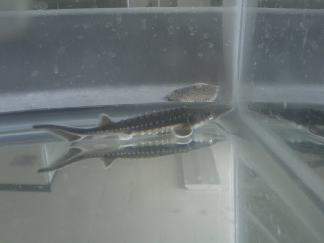 A Young Sturgeon From My Lab