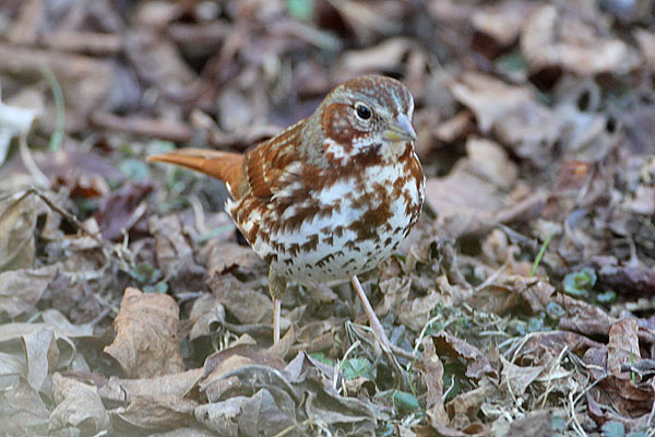 [Fox-Sparrow-BINNS-IMG_1956-copy.jpg]