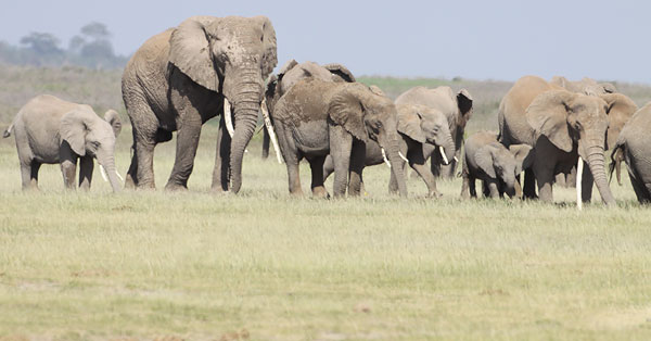 [elephants-BINNS-IMG_8813-copy.jpg]