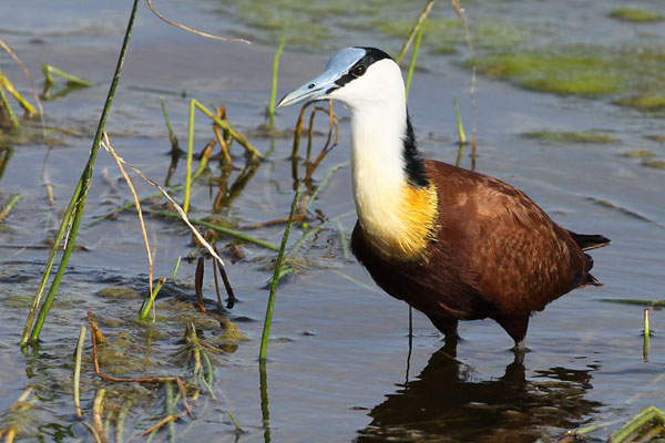 [African-Jacana-BINNS-IMG_8572-copy.jpg]