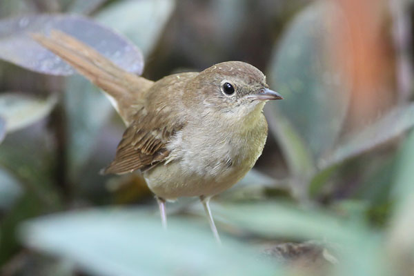 [Thrush-NIghtingale-BINNS-IMG_8843-copy.jpg]