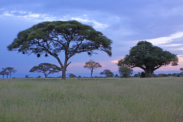 [Tarangire-BINNS-IMG_7828-copy.jpg]