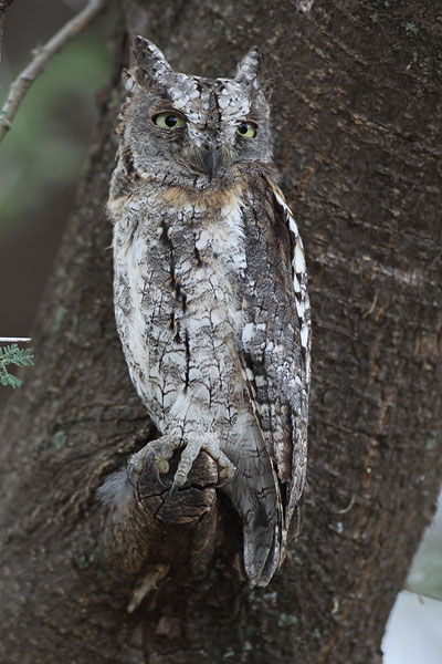 [African-Scops-Owl-BINNS-IMG_9291-copy.jpg]