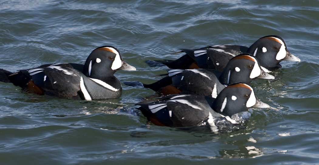 [Harlequin-Ducks-BINNS-IMG_1.jpg]