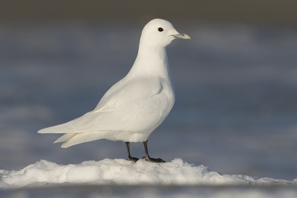 [Ivory-Gull-BINNS-IMG_8183.jpg]