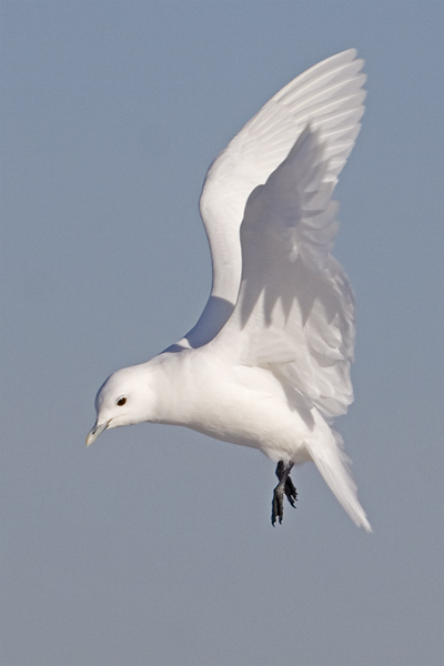 [Ivory-Gull-flight-BINNS-IMG.jpg]