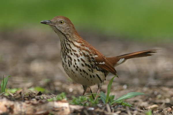 [IMG_4194-brown-thrasher-BIN.jpg]
