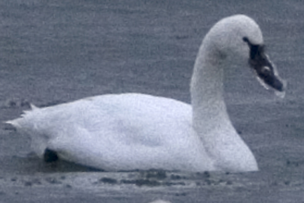 [tundra-swan-with-ice-on-bil.jpg]