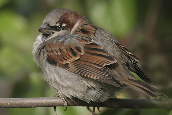 [House-Sparrow-BINNS-IMG_901.jpg]