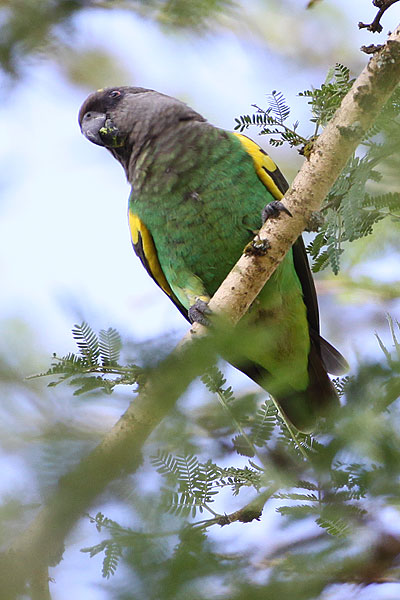 [brown-parrot-BINNS-IMG_2489-copy.jpg]