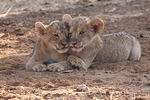 [lion-cubs-BINNS-IMG_1153-copy.jpg]