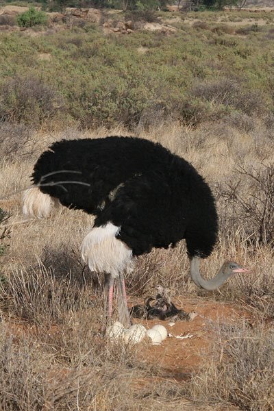 [somali-ostrich-at-nest-BINNS-IMG_1607-copy.jpg]