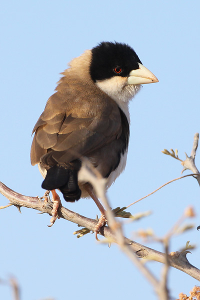 [black-capped-social-weaver-BINNS-IMG_1876-copy.jpg]