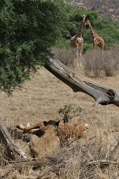 [giraffes-watching-lion-that-had-killed-BINNS-IMG_0667-copy.jpg]