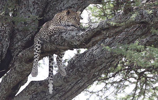 [Leopard-in-a-tree-BINNS-IMG_5727-copy.jpg]