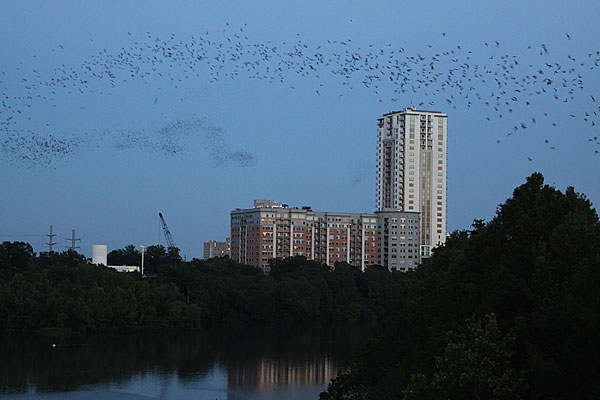 [bats-over-austin-BINNS-IMG_3379-copy.jpg]
