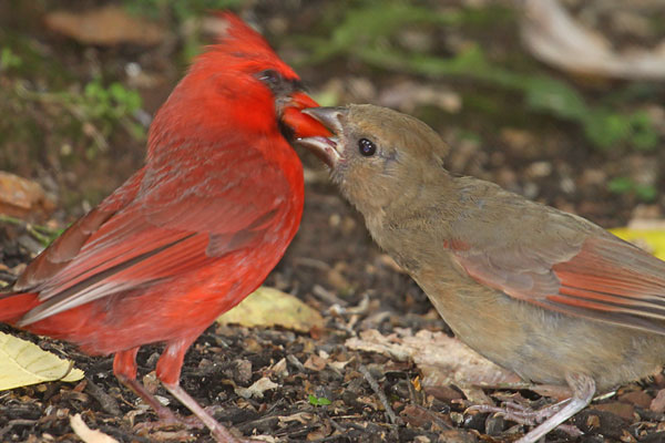 [cardinal-feeding-young-BINNS-IMG_5958-copy.jpg]