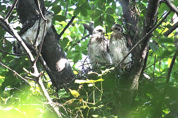 [cooper's-hawk-chicks-june-30-BINNS-IMG_6513-copy.jpg]