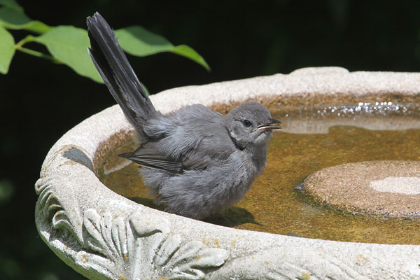 [Gray-Catbird-juvenile-BINNS-IMG_6982-copy.jpg]