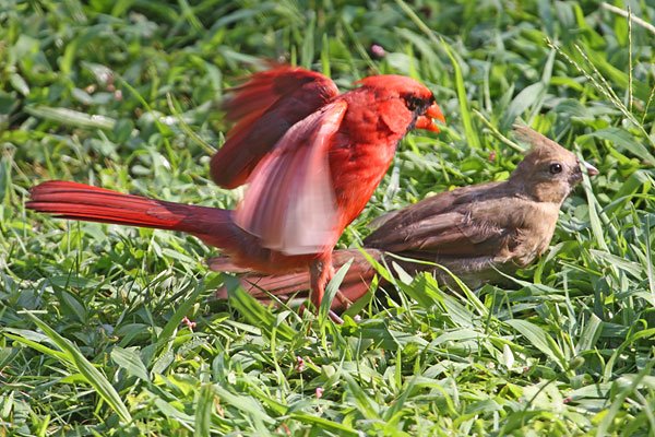[cardinals-fighting-3-BINNS-IMG_8683-copy.jpg]