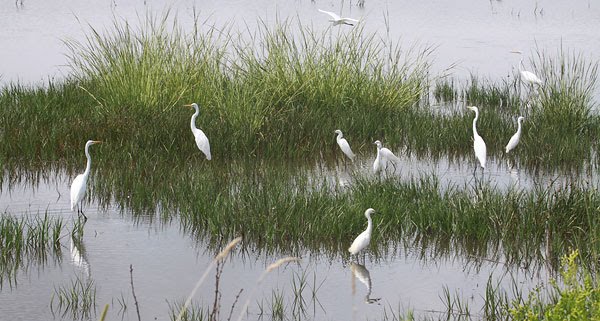 [egrets-BINNS-IMG_9944-copy.jpg]