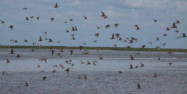 [sandpipers-western--BINNS-IMG_9959-copy.jpg]
