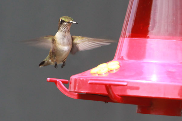 [ruby-throated-hummingbird-at-feeder-IMG_9924-copy.jpg]