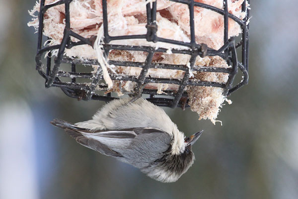 [pygmy-nuthatch--BINNS-IMG_7749-copy.jpg]
