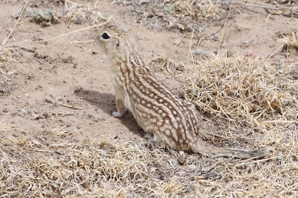 [THirteen-lined-Ground-Squirrel-BINNS-IMG_7831-copy.jpg]