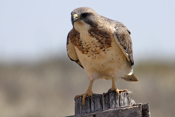 [swainson's-hawk-BINNS-IMG_9948-copy.jpg]