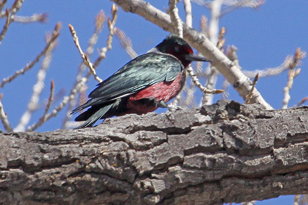 [Lewis's-Woodpecker-BINNS-IMG_9079-copy.jpg]