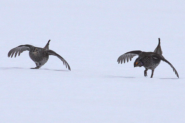 [Sharp-tailed-Grouse-BINNS-IMG_8547-copy.jpg]
