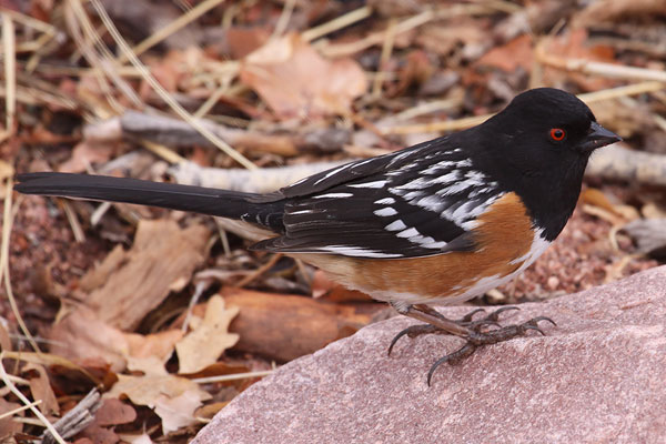 [spotted-towhee-BINNS-IMG_8923-copy.jpg]