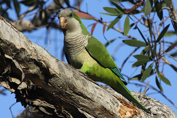 [monk-parakeet-BINNS-IMG_0130-copy.jpg]