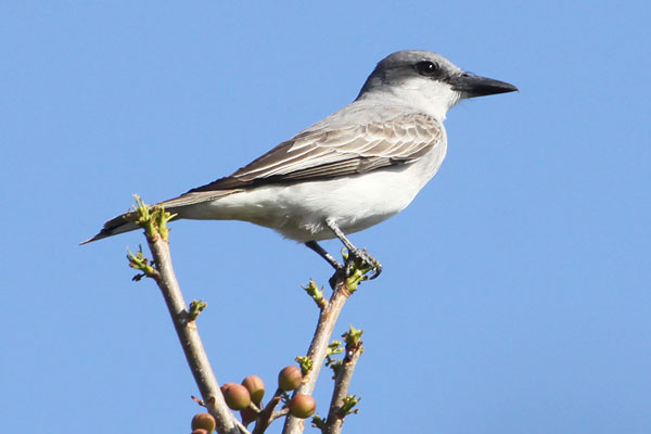 [Gray-Kingbird-BINNS-IMG_0933-copy.jpg]