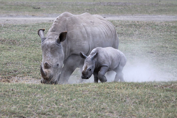 [White-Rhino-and-calf-BINNS-IMG_1402-copy.jpg]