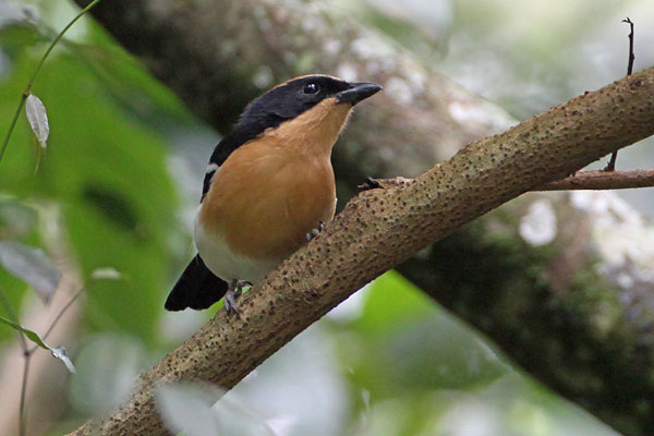 [lugden's-bush-shrike-BINNS-IMG_1907-copy.jpg]