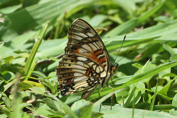 [Little-Commodore-BINNS-IMG_1948-copy.jpg]