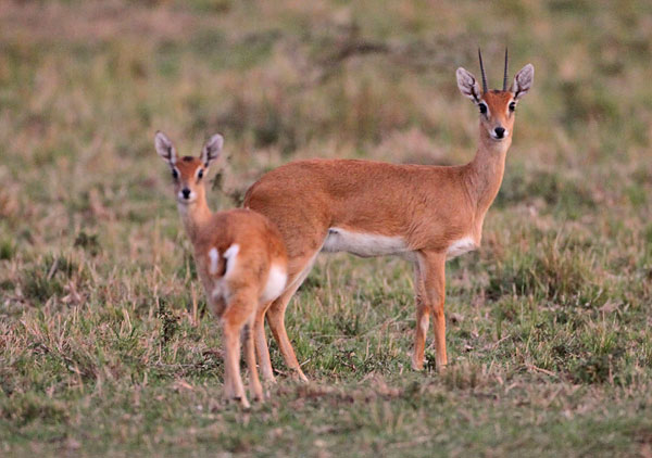 [oribi-BINNS-IMG_2124-copy.jpg]